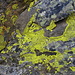 leuchtend  gelbe Flechten auf  dunklem Fels