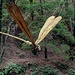 Libellula (foto chiaraa)