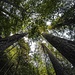 Foresta