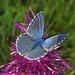 Derselbe Bläuling (Lycaenidae) Flügeloberseite / La stessa farfalla, lato superiore
