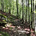 Die ersten Meter, die bergauf gehen, sind noch im Wald.