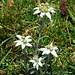 Die Edelweiss auf dem Furggengütsch blühen immer noch (Leontopodium alpinum)