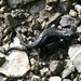 Schwarze Bergsalamander - nach 2-3 Jahren kommen die voll entwickelten Jungen zur Welt