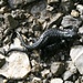 Schwarze Bergsalamander - nach 2-3 Jahren kommen die voll entwickelten Jungen zur Welt