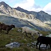 Wie ein Segantini-Bild - Schafe queren den Wanderweg
