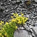 <b>Sedum alpestre.</b>