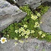 Immer wieder schön anzusehen: Der Moos-Steinbrech (Saxifraga bryoides)