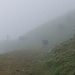Mystische Nebelstimmung mit Rindviechern