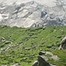 Morena verde con pecore, dietro il ghiacciaio<br /><br />Bewachsene Moräne mit Schafen und dahinter der Gletscher