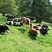 hornlose Jurakühe