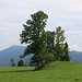 Oberdörfer