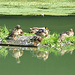 Alle sind gerade am Putzen und keine der Enten hat Zeit zu posieren :(