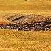 Auf einer Alp unweit des Base Camps übernachtet eine riesige Schafherde. Hier könnte man Schäfchen zählen!