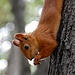 Zahme Eichhörnchen im Gorki Park