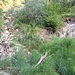 Der eigentliche Einstieg in die Falletsche-Diretissima (50m nach der Abzweigung des Pfades zur Felsenkammer-Hütte): rechts über die kahle Fläche der Trampelpfad (siehe auch nächstes Bild) - links im Bachbett die schwierigere Variante.