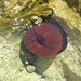 Actinia equina (pomodoro di mare)