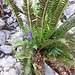 Campanula scheuchzeri Vill.<br />Campanulaceae<br /><br />Campanula di Scheuchzer.<br />Campanule de Scheuchzer.<br />Scheuchzers Glockenblume.