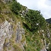 Il tratto più impegnativo del sentiero tra la Bocchetta dell'Usciolo e l'Alpe Stavelli. Si risale la paretina di sx aiutandosi con le mani. Il sentiero prosegue passando alla base dell'albero visibile in alto a sx.