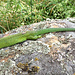 Eine ca. 40 cm lange Smaragd-Eidechse, gesehen in der Nähe von Oviga di Fuori