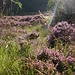 Typisch schottische Vegetation