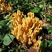 Gelbliche Koralle (Ramaria flavescens)