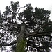 Im Rothiemurchus Forest - ein alter knorriger Baum