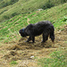 Cane pastore in ferma su marmotta.....