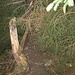 ein umgestürzter Baum und mehrere gefällte sind zu über- resp. zu unterqueren