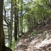 Traumhaft schöner Buchenwaldweg durchs Val d'Aian
