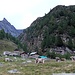 .Alpe Pozzo