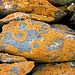 Bellissima copertura di licheni arancioni (<b>Caloplaca aurantia</b>).