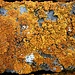 <b>Licheni: Caloplaca aurantia</b>.