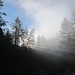 Schattenspiele durch Nebel und Sonne im Wald