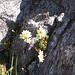 Saxifraga paniculata Mill.<br />Saxifragaceae<br /><br />Sassifraga alpina.<br />Saxifrage paniculée.<br />Trauben-Steinbrech.