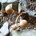 Kennt jemand diesen Pilz ?
