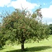 Hochstamm Apfelbaum