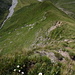 Première vue en arrière de la crête du Spi Chöglias. Vaches et edelweiss (zoom)