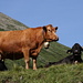 Les dangereuses vaches qui protègent leurs veaux et entretiennent le paysage* d'après le panneau sur la photo précédente.  
<small>* C'est pas très clair comment elles le font.</small>