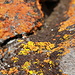 Colorful lichen on the volcanic rock
