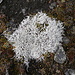 La fase di passaggio dall'erba al lichene?