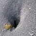 Tra la Punta ed il Pizzo del Corvo sono presenti parecchi di questi buchi nel terreno. Non sono tane di marmotte, ma c'è senz'altro una spiegazione...