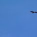 Avvoltoio sorvola il Pic du Midi 