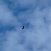 Avvoltoio sorvola il Pic du Midi