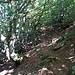 auch ab la Madonuccia führt der Weg durch schönen Laubwald