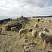 Und den Schafen gefällt's kurz vor den Ruinen von Pachatata auch sehr gut.