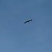 Avvoltoio sorvola il Pic du Midi