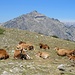 idyllisches Tierleben - vor dem Monte d'Oro ...