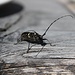 Ein Käfer auf unserem Tisch an der Brunnsteinhütte