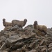 Schafe auf dem Urkundkolm