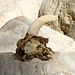 Schädel eines Mufflons. Diese scheuen Tiere leben in der Wildnis des Supramote-Gebirges.